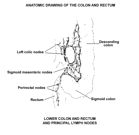 Anatomy