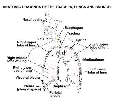 Anatomy