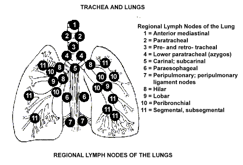 Anatomy