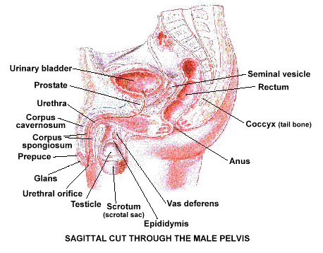 Anatomy